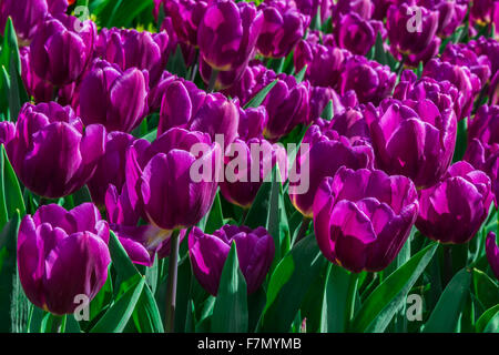 Close-up Lila Tulpen (Tulipa Lilioideae) Stockfoto