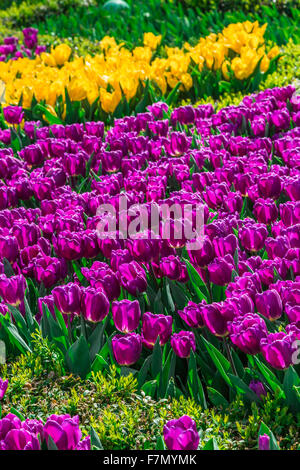 Lila und gelbe Tulpen (Tulipa Lilioideae) Stockfoto