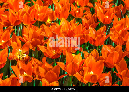 Orange Tulpen (Tulipa Lilioideae) Stockfoto