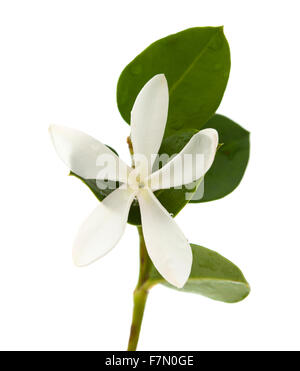 weiße Blume von Carissa Macrocarpa, Natal Pflaume, isoliert auf weißem Hintergrund Stockfoto