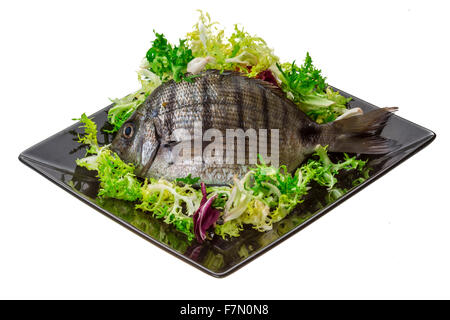 Rohe Tilapia Makro Studioaufnahmen Stockfoto