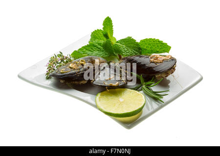 Wilde Muschel-Makro-Studio-Shooting Stockfoto