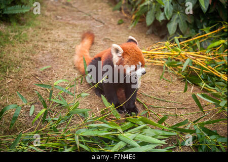 Roter Panda sitzend in einem zoo Stockfoto