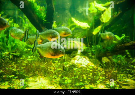 Piranha Fische unter Wasser im aquarium Stockfoto