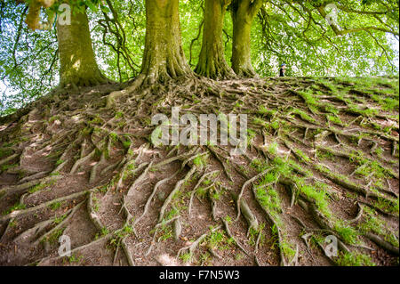 Große und freiliegende Baumwurzeln oberirdisch sichtbar Stockfoto