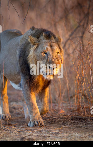 Asiatic Lion männlich in goldenes Licht (Panthera Leo Persica) an der Gir Forest, Gujarat, Indien. Stockfoto