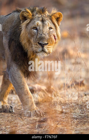 Asiatic Lion männlich in goldenes Licht (Panthera Leo Persica) an der Gir Forest, Gujarat, Indien. Stockfoto