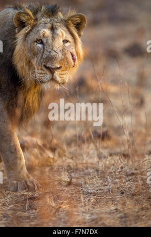 Asiatic Lion männlich in goldenes Licht (Panthera Leo Persica) an der Gir Forest, Gujarat, Indien. Stockfoto