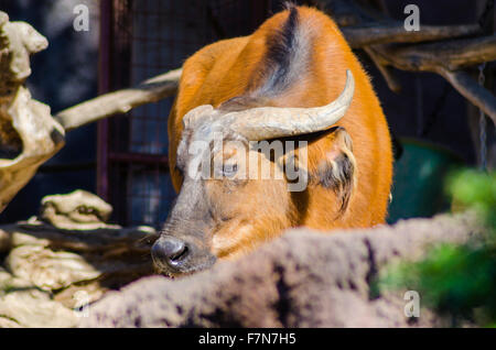 Ein afrikanischer Büffel Wald versteckt hinter ein Protokoll. Syncerus Caffer Nanus ist eine kleinere Vielzahl der Bufallo mit rötlich braunen ausblenden Stockfoto