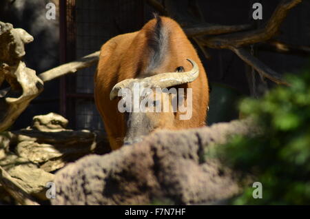 Ein afrikanischer Büffel Wald versteckt hinter ein Protokoll. Syncerus Caffer Nanus ist eine kleinere Vielzahl der Bufallo mit rötlich braunen ausblenden Stockfoto