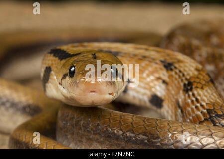 Gemeinsame, indischer Schmuck, Coelognathus Helena, NZB, Bangalore, Indien Stockfoto