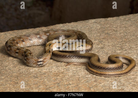 Gemeinsame, indischer Schmuck, Coelognathus Helena, NZB, Bangalore, Indien Stockfoto