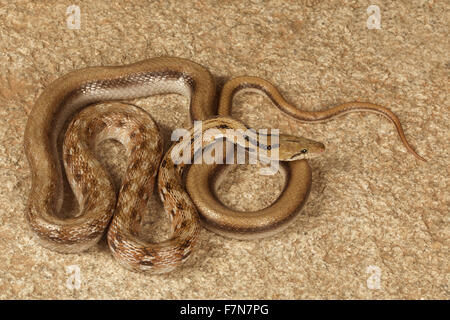 Gemeinsame, indischer Schmuck, Coelognathus Helena, NZB, Bangalore, Indien Stockfoto