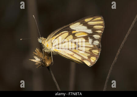 Pioneer weißen oder afrikanischen Kapern weißen Schmetterling (Belenois Aurota) Mumbai, Indien Stockfoto