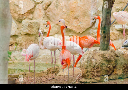 Eine Gruppe von Karibik und Rosaflamingos stehen im Wasser. DISTINCT für ihre lebendige Orange - rosa Gefieder, ungerade Schnabel sha Stockfoto