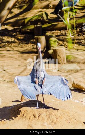 Porträt eines Great Blue Heron stehenden mit seinen Flügeln zu verbreiten, die Flügelspitzen nach unten senkte und Bauch Federn blies, Sonnen Stockfoto