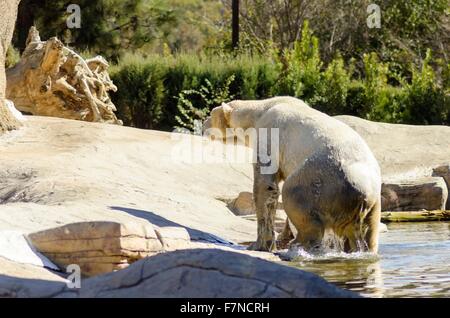 Einen nassen weißen Eisbären aus dem Wasser zur Ruhe kommen. Es ist eine sehr leistungsstarke und schwere Tier, die eine vom Aussterben bedrohte s gerendert wird Stockfoto