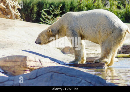 Einen nassen weißen Eisbären kommen aus dem Wasser stehend am Rande slouching ruhen. Es ist eine sehr leistungsstarke und schwere Tier wh Stockfoto