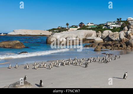 Afrikanische Pinguine (Spheniscus demersus), die aus dem Wasser kommen. Gruppe wildes Tier. Boulder Beach, Simons Town, Kapstadt, Südafrika Stockfoto