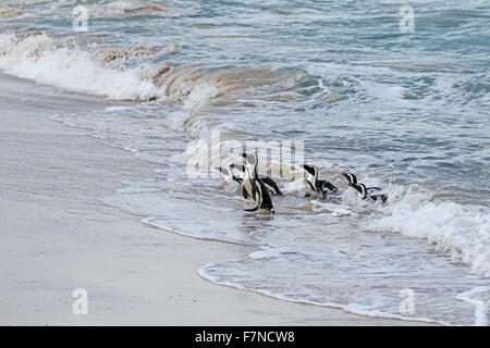 Afrikanische Pinguine (Spheniscus demersus), die aus dem Wasser kommen. Boulder Beach, Simons Town, Kapstadt, Südafrika Stockfoto