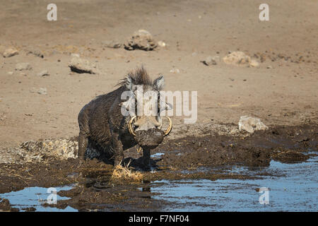 Afrikanische Warzenschwein, (Phacochoerus Africanus), sitzt auf einem Felsen nach Schlammbad, Etosha Nationalpark, Namibia Stockfoto