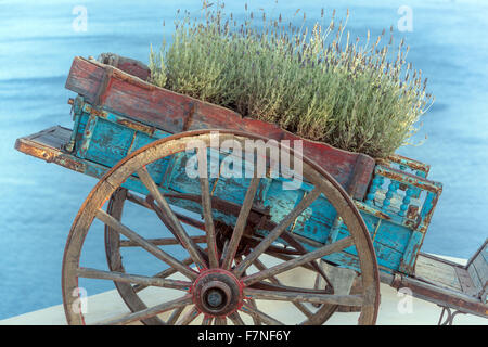 Alter blauer Holzwagen mit Lavendelblumen an der weißen Wand im Dorf Oia. Traditionelle griechische Dekoration. Insel Santorin, Kykladen, Griechenland Stockfoto
