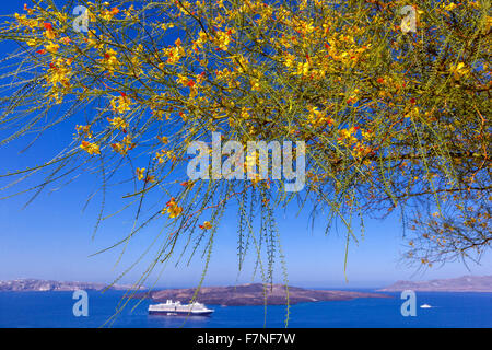 Blühender Strauch, Palo Verde, Parkinsonia, Jerusalem Thorn Parkinsonia aculeata Blühender Strauch, Fira, Santorini, Griechische Inselblumen Griechenland Stockfoto