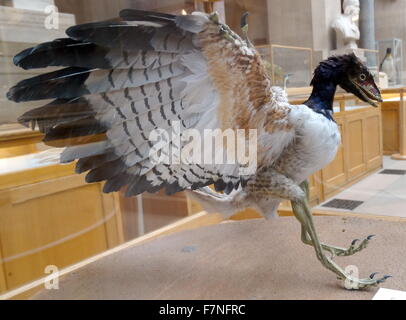 Modell des Archaeopteryx eine Gattung der vogelähnliche Dinosaurier, die Übergangszeit zwischen nicht-Vogel gefiederten Dinosaurier und Vögel ist. Stockfoto