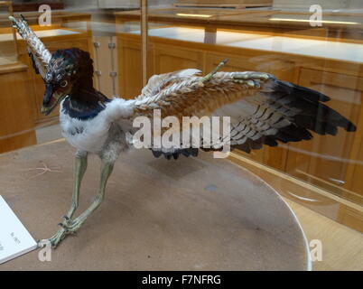 Modell des Archaeopteryx eine Gattung der vogelähnliche Dinosaurier, die Übergangszeit zwischen nicht-Vogel gefiederten Dinosaurier und Vögel ist. Stockfoto