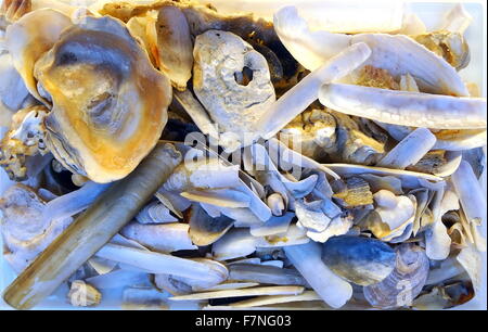 Sammlung von Muscheln. Datierte 2015 Stockfoto