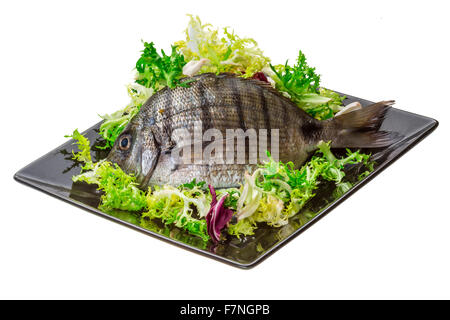 Rohe Tilapia Makro Studioaufnahmen Stockfoto