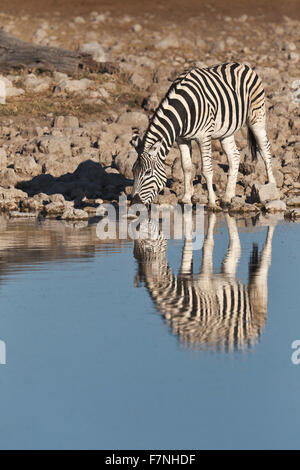 Burchelli Zebra (Equus Burchellii) trinken am Wasserloch mit Spiegelung im Wasser, Etosha Nationalpark, Namibia Stockfoto