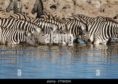 Burchelli Zebra (Equus Burchellii) Herde trinken am Wasserloch, Reflexionen der Herde im Wasser, Etosha Nationalpark, Namibia Stockfoto