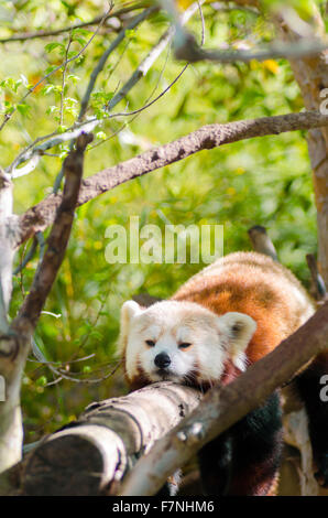 Ein schöner roter Panda liegend auf einem Baum Ast schlafen ausgestreckt mit seinen Beinen hängend nach unten baumeln. Die rote Katze Bär hat eine Stockfoto