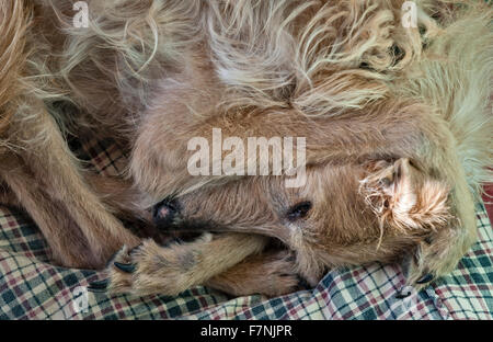 Eine grobe beschichtet lurcher Hund versucht mit seinen Pfoten über seine Ohren zu schlafen Stockfoto