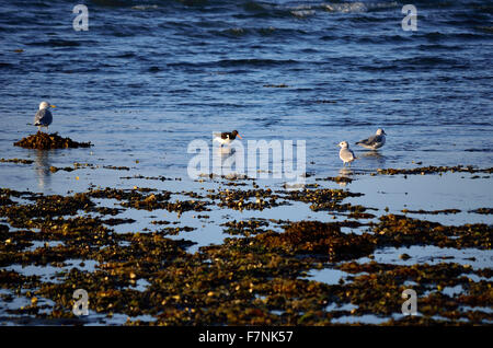 Möwen und Austernfischer Vögel waten zusammen im Meer an einem sonnigen Herbsttag Stockfoto
