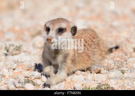 Erdmännchen (Suricata Suricatta), junger Mann, liegend auf Kies, wachsam, Kgalagadi Transfrontier Park, Northern Cape, Südafrika Stockfoto