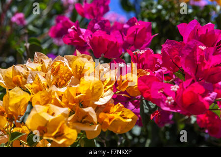 Gelb und Violett Bougainvillea Blumen, Farbabweichungen, Santorin Kykladen Griechische Inseln Griechenland Stockfoto