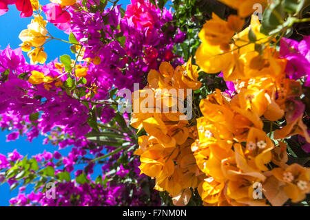 Wunderschöne blühende Sträucher, orangefarbene Bougainvillea-Blumen und violette Kletterpflanze Griechenland Bougainvillea Stockfoto