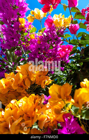 Orange Bougainvillea Pflanze blüht, Farbvariationen, Santorini Griechenland, Europa Stockfoto