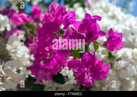 Bougainvillea blühen, Farbvariationen, griechischen Kykladen Santorini Griechenland Stockfoto