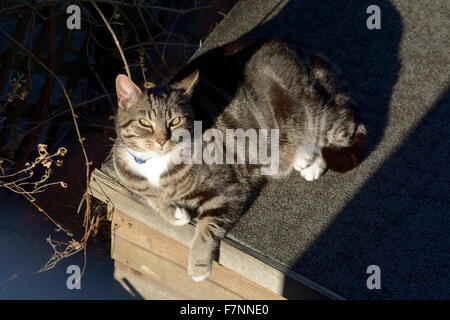 Tabby Katze Sonne-Puddel auf Pultdach Stockfoto