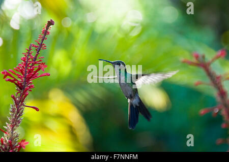 Horizontale Ansicht eines Anden Smaragd Kolibris im Topes de Collantes Nationalpark in Kuba. Stockfoto