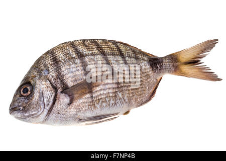 Rohe Tilapia Makro Studioaufnahmen Stockfoto