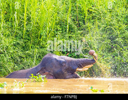 Ein glücklich Borneo-Elefant im Kinabatangan Fluss, Sabah Stockfoto