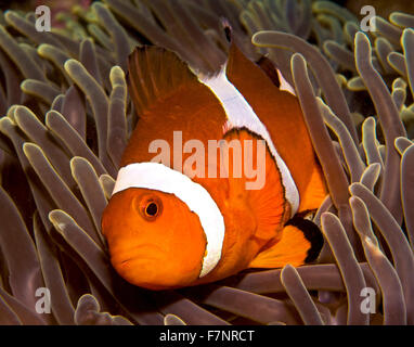 Nemo in Malaysia, Clownfische beim Tauchen Pulau Payer, Malaysia Stockfoto