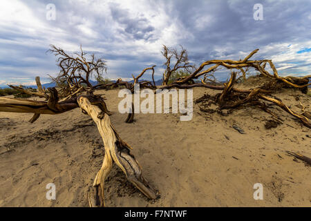 Totholz in der Wüste des Death Valley, USA Stockfoto