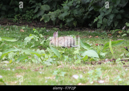 Wildkaninchen (Oryctolagus Cuniculus) Fütterung grobe Gras mit Dock Blätter und Brennesseln Stockfoto