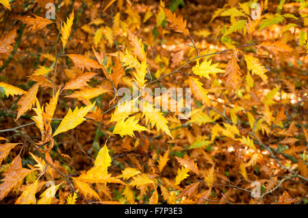 Herbstlaub auf einem Farn blätterte Buche Stockfoto