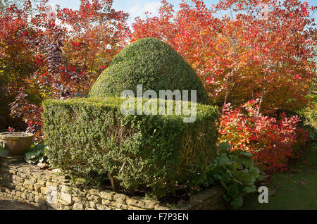 Buchsbaum mit Cotinus Laub rot im Herbst getrimmt Stockfoto